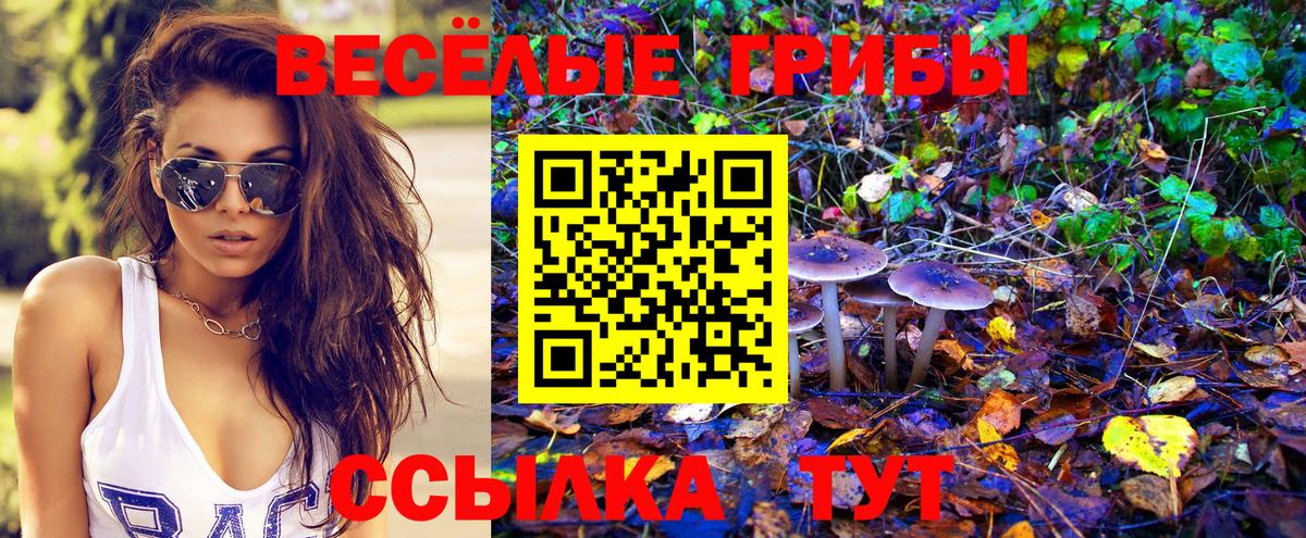 Галлюциногенные грибы Psilocybe  где купить   Темрюк  Галлюциногенные грибы ЛСД 